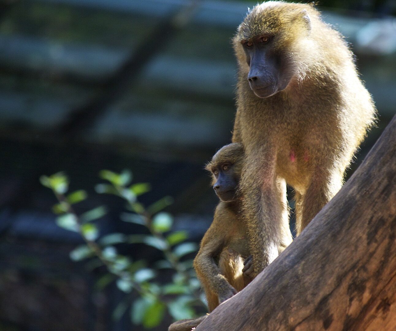 An adult and infant baboon standing on a wooden branch at a zoo