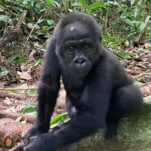 A young gorilla with a bullet scar on her head