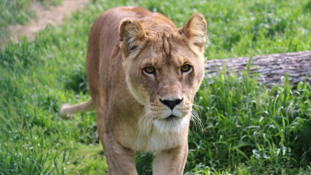 A lioness walking through long grass towards the camera
