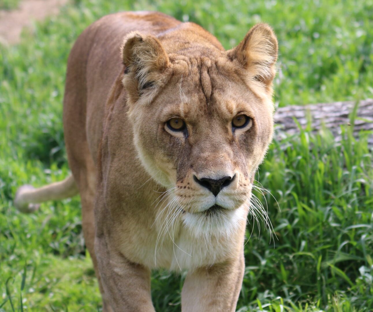 A lioness walking through long grass towards the camera