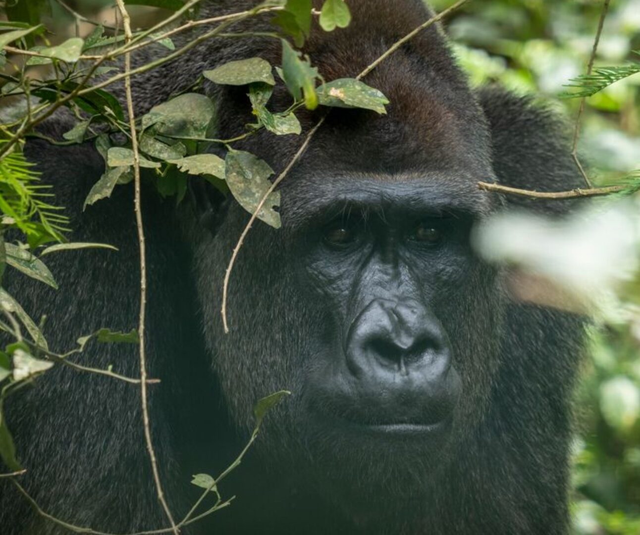 A gorilla peering out from behind a tree