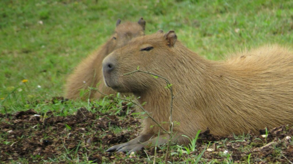 A capybara lying down on the grass with another in the backgrouns