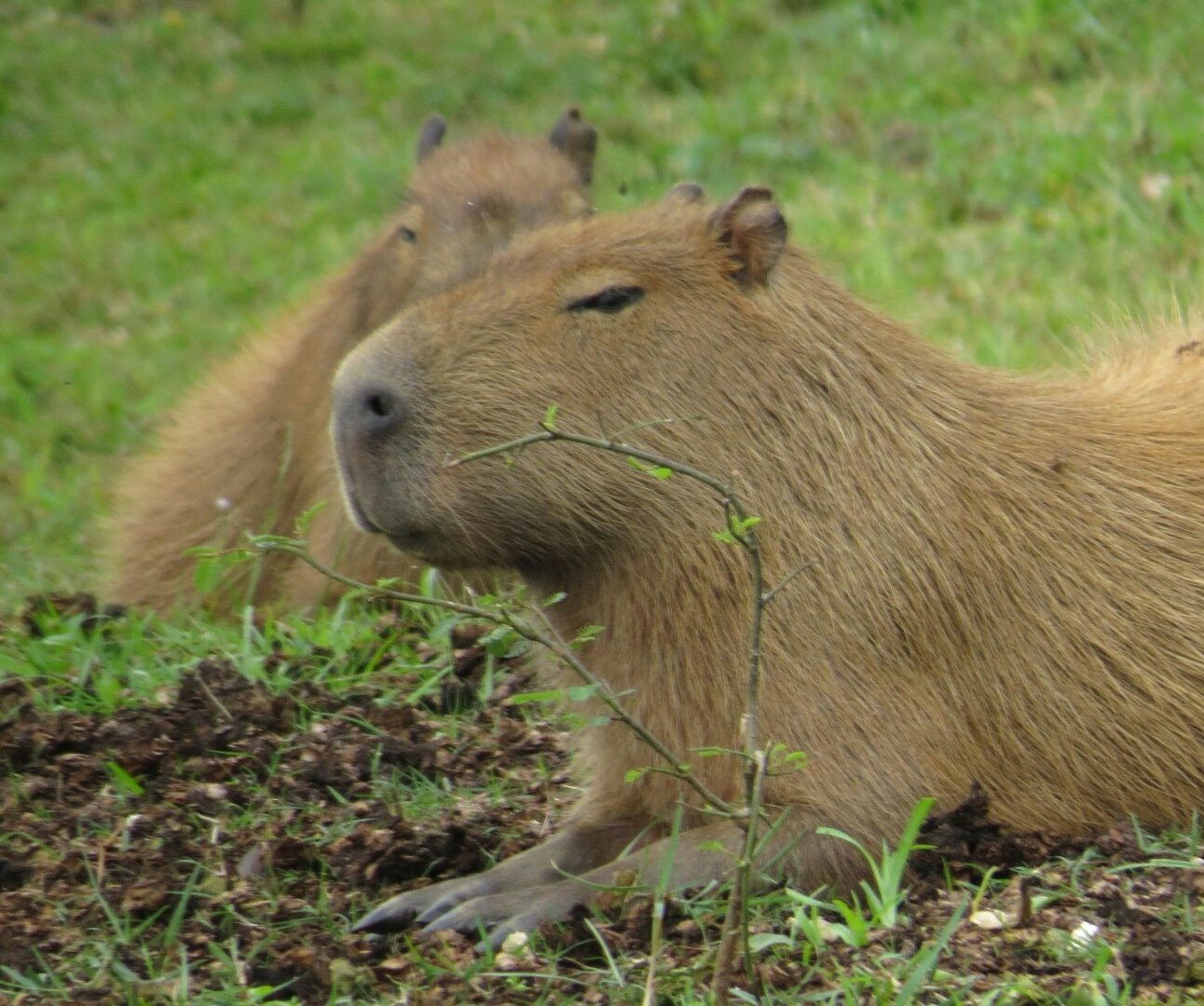 A capybara lying down on the grass with another in the backgrouns