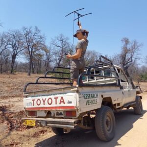 A person standing on a truck with a radio antenna, tracking wildlife