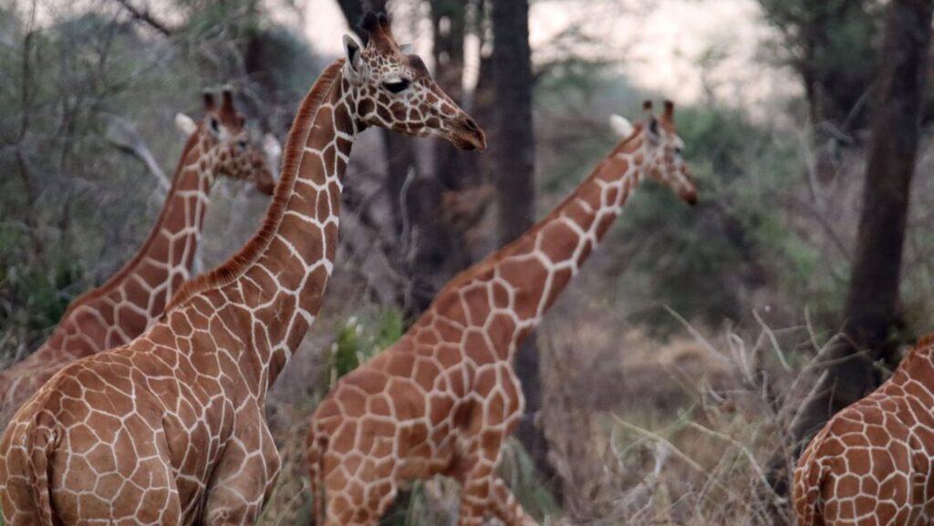 A group of four giraffes walking through a wooded area in Meru National Park