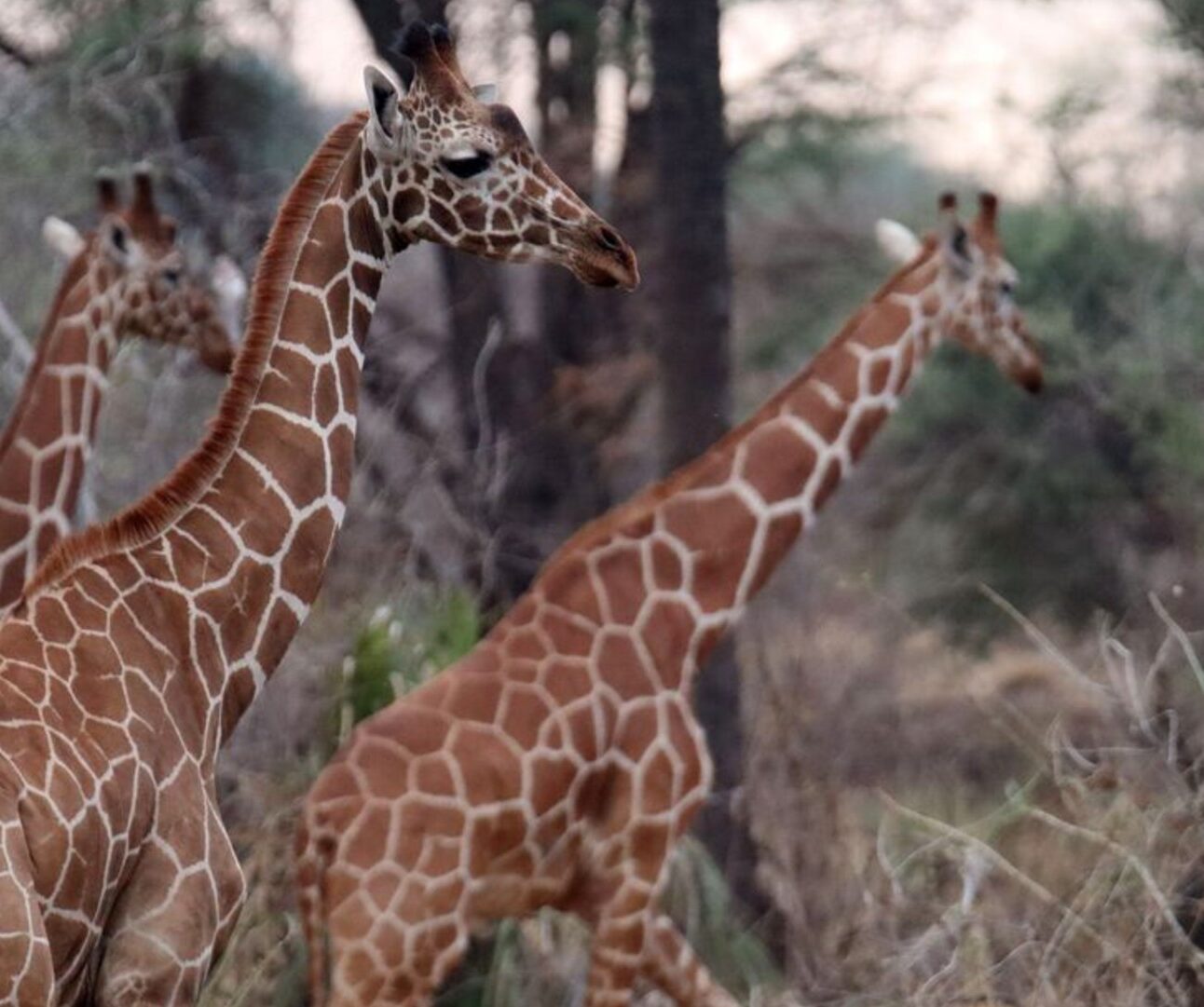 A group of four giraffes walking through a wooded area in Meru National Park