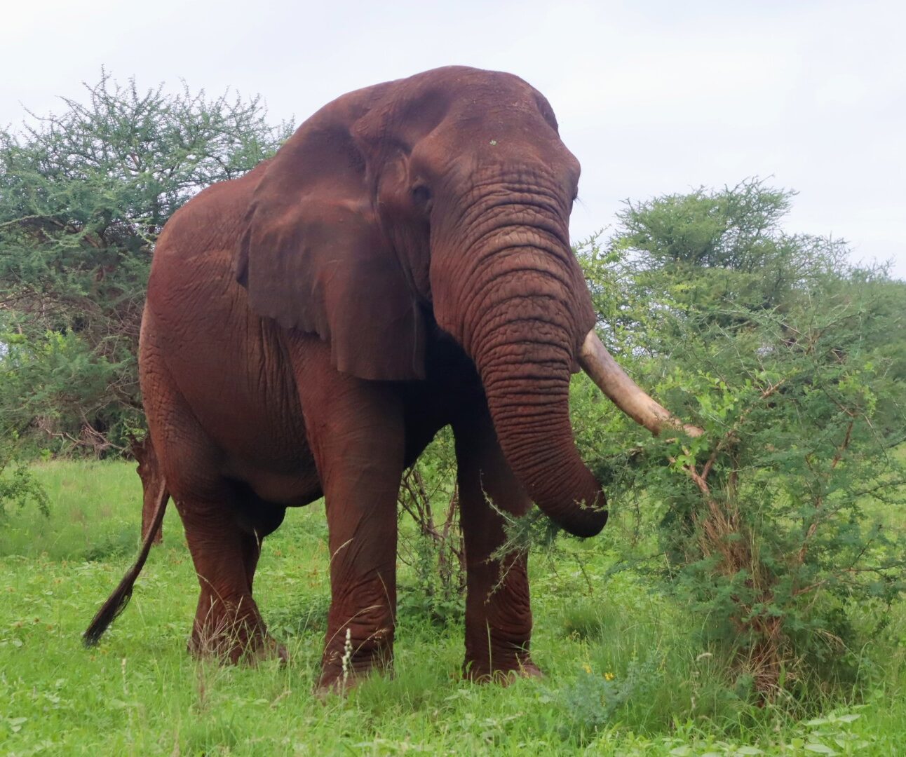 A large African elephant standing on green grass with trees in the background