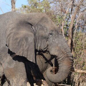 A close up image of a bull elephant with one tusk