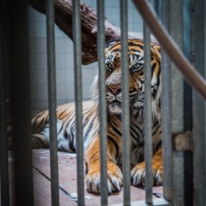 A tiger lying down in a concrete zoo cage