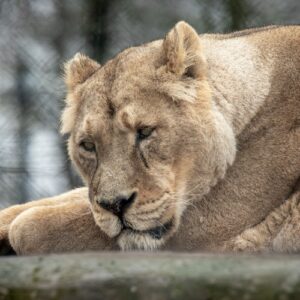 A close-up of a lioness lying with her head on her paws at Chester Zoo
