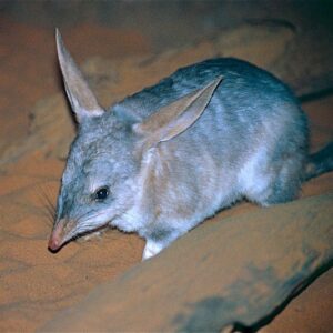 A bilby