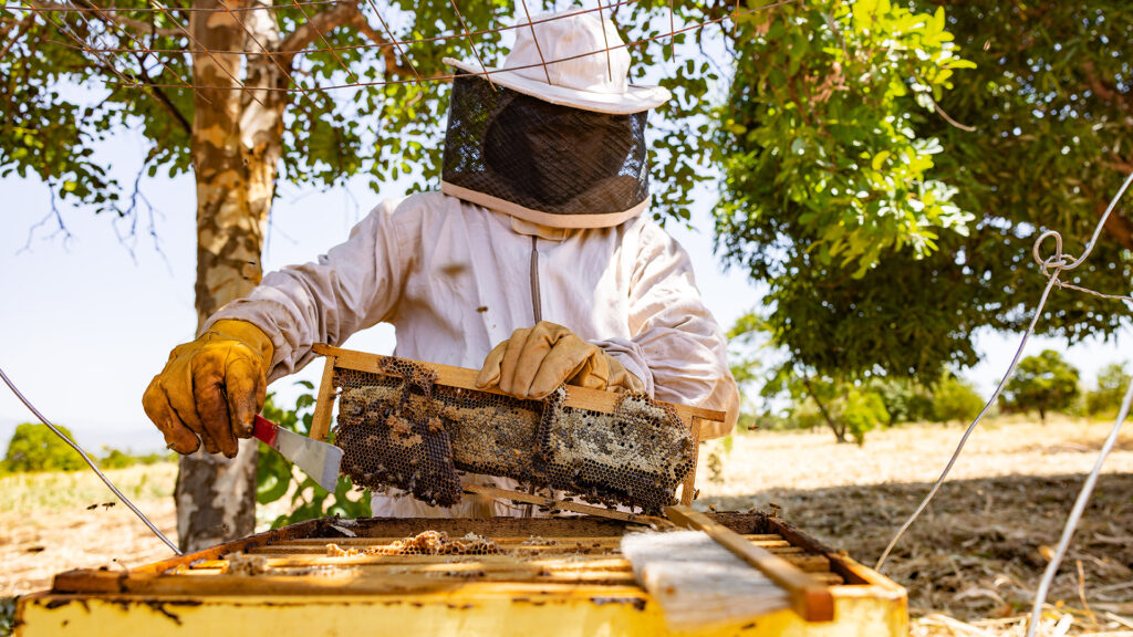 A person in full beekeeper's outfit is scraping honey from a beehive