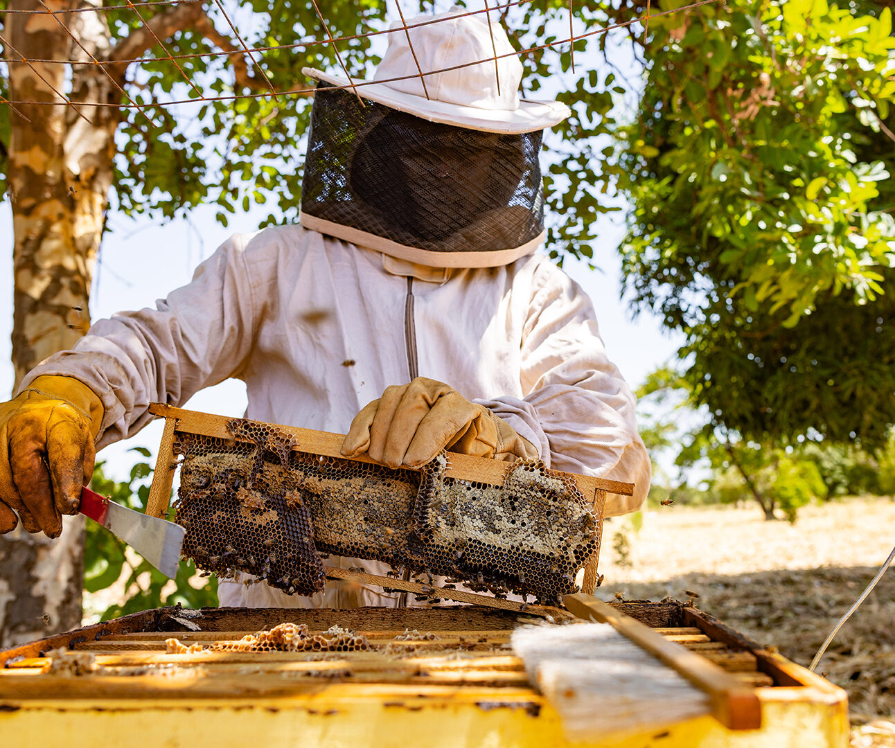 A person in full beekeeper's outfit is scraping honey from a beehive