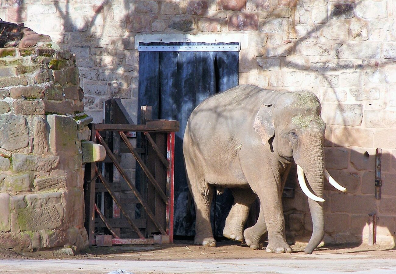 An elephant standing alone in a concrete zoo enclosure.