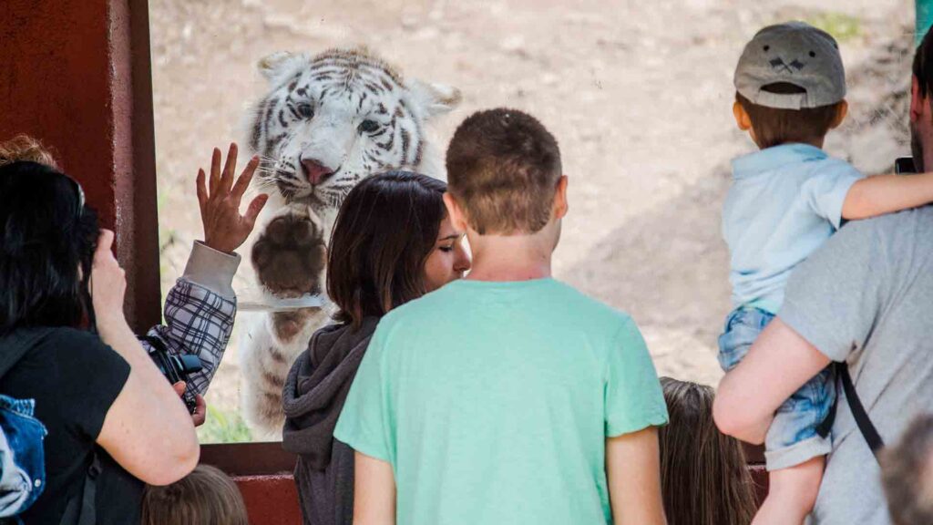 A white tiger is behind glass with a paw raised, while people stand in front and one raises a hand to the glass