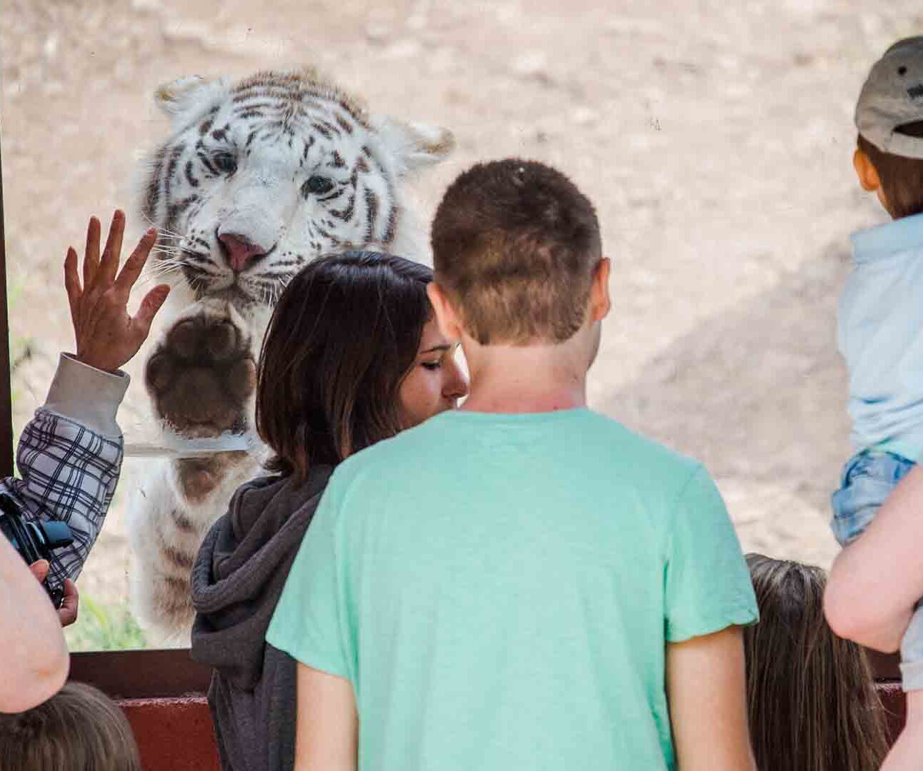 A white tiger is behind glass with a paw raised, while people stand in front and one raises a hand to the glass