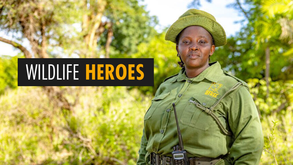 A photo of Jackline Ntinyari in a green uniform standing in an outdoor setting, with test saying 'WILDLIFE HEROES' overlaid.