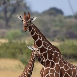 A baby giraffe snuggles up to its mother in the wild