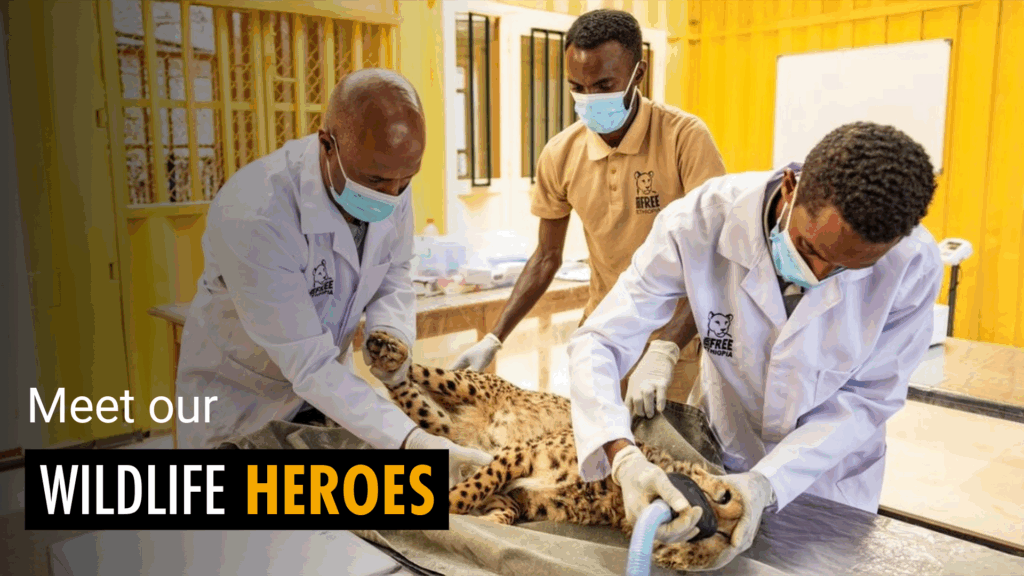 Image of three men in face masks and medical coats, standing over a cheetah on an operating table. Text reads Meet our wildlife heroes