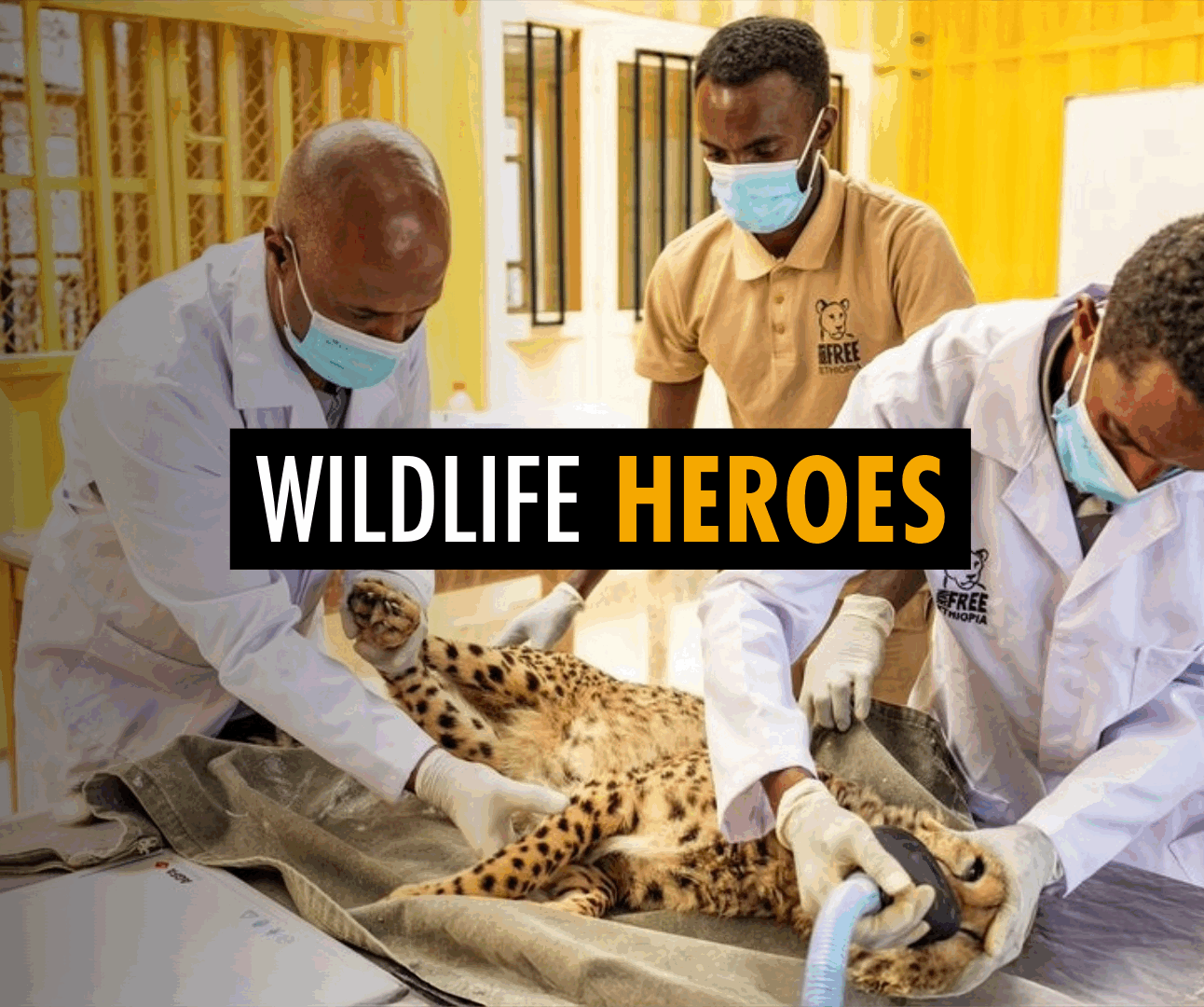 Image of three men in face masks and medical clothing standing over a cheetah on an operating table