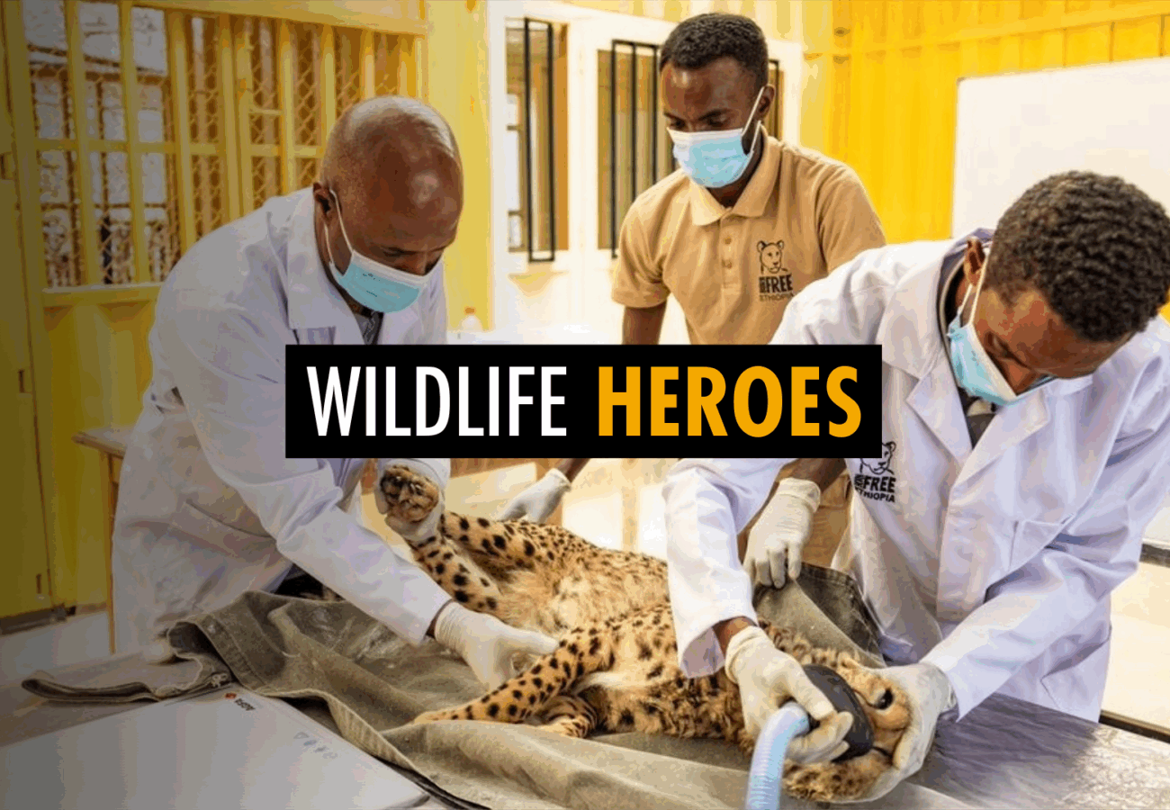 Image of three men in face masks and medical clothing standing over a cheetah on an operating table
