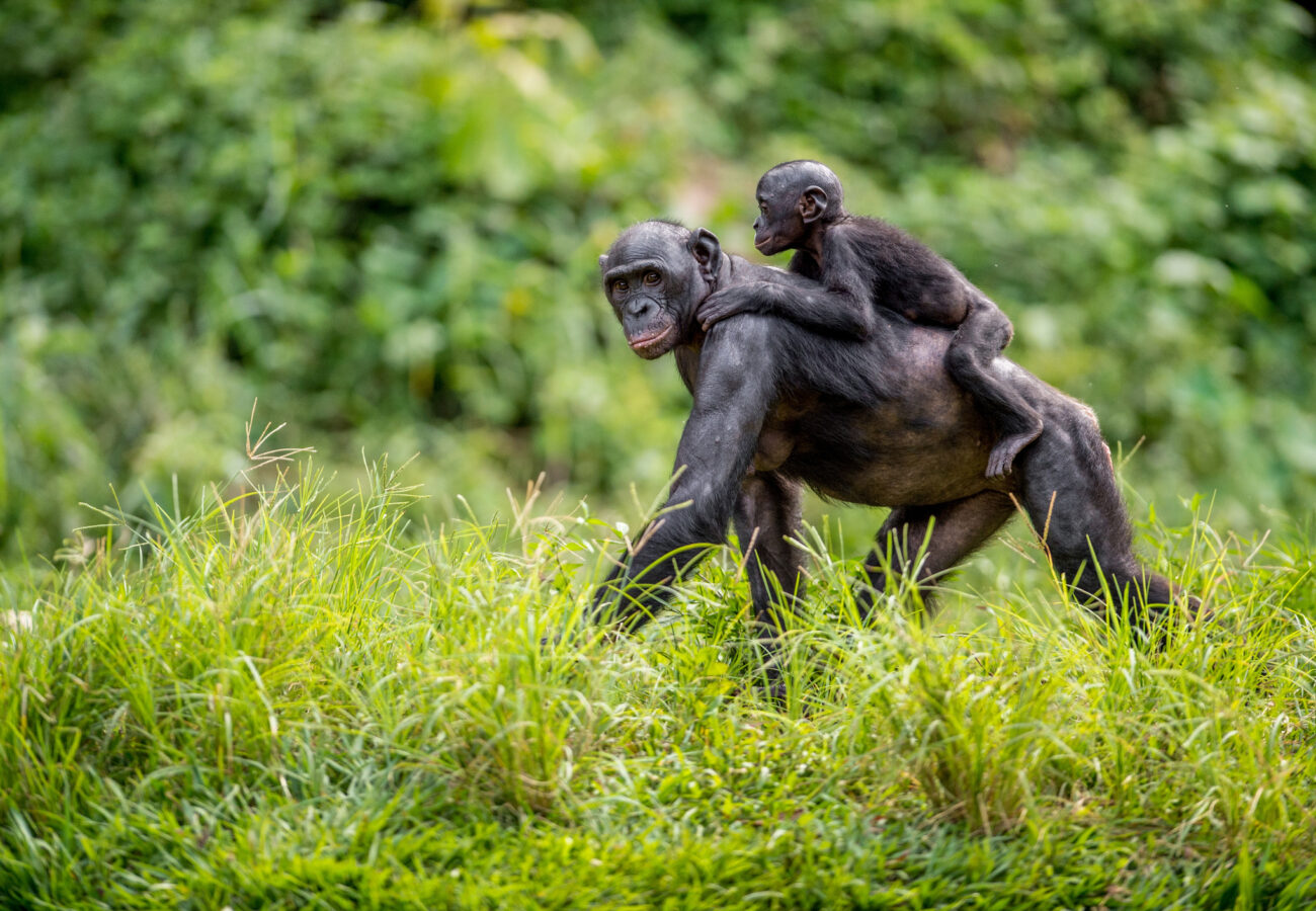 A baby bonobo clinging to its mother's back as they walk through grass and bushes