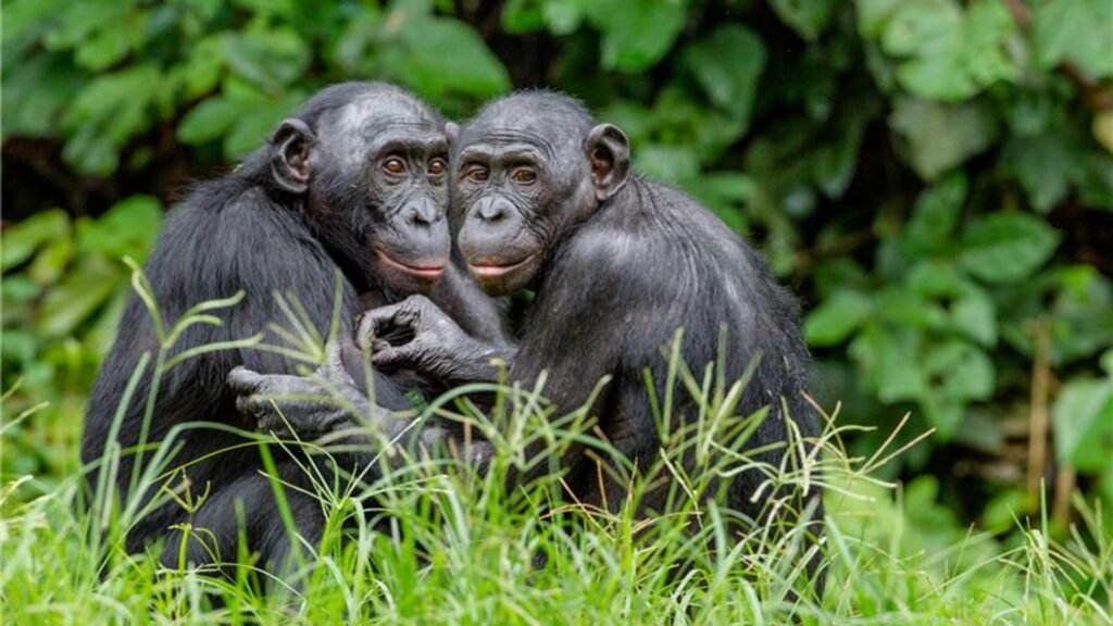 Two wild bonobos cuddling up to each other whilst sitting in long grass