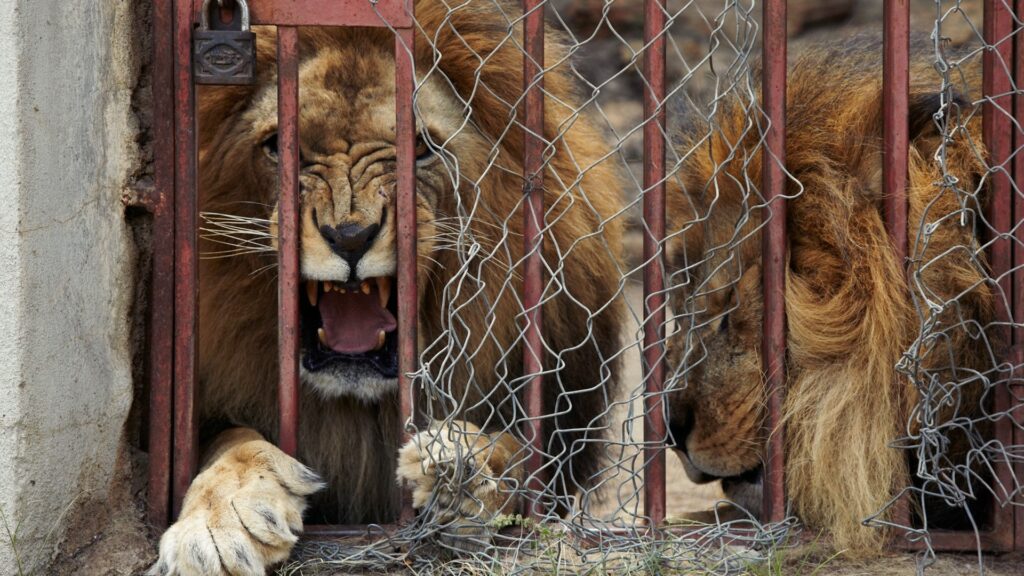 Two male lions lying behind bars and wire fencing, looking distressed. One is roaring the other has his head bowed down.