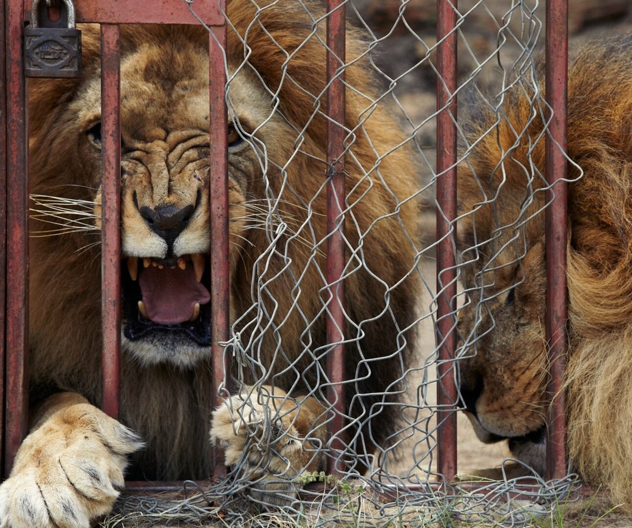 Two male lions lying behind bars and wire fencing, looking distressed. One is roaring the other has his head bowed down.