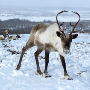 A reindeer standing in the snow with other reindeer in the background