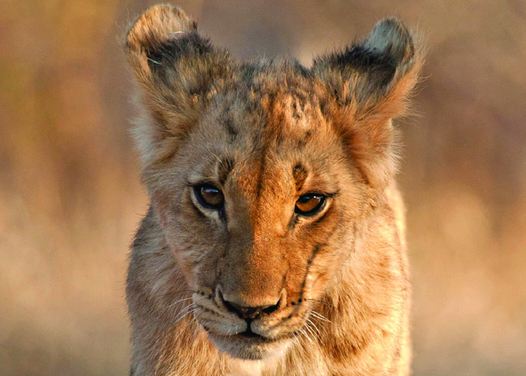 Close up of a lion cub