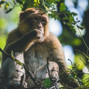 A Barbaray Macaque sitting in the treetops