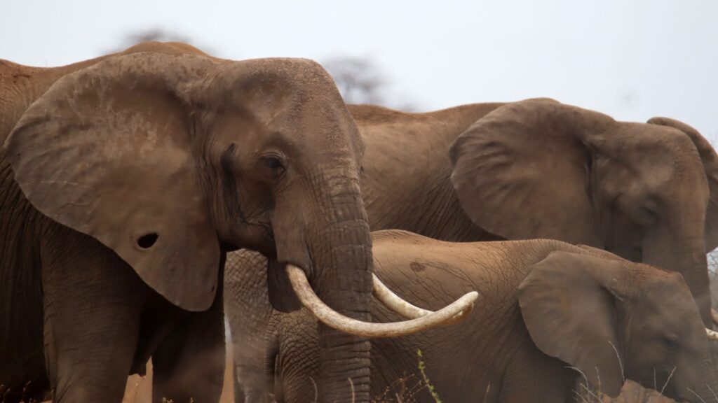 A family of elephants standing together with the large matriarch at the front of the group, standing in profile
