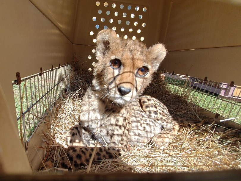 A young cheetah in a travel crate