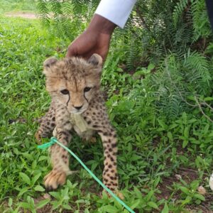 A leopard cub sitting on the grass with a green rope tied around her front leg and a man's hand reaching out to touch her