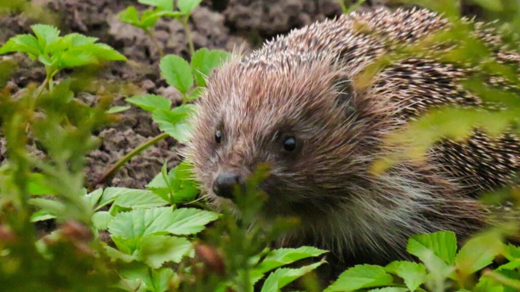 A hedgehog in the undergrowth
