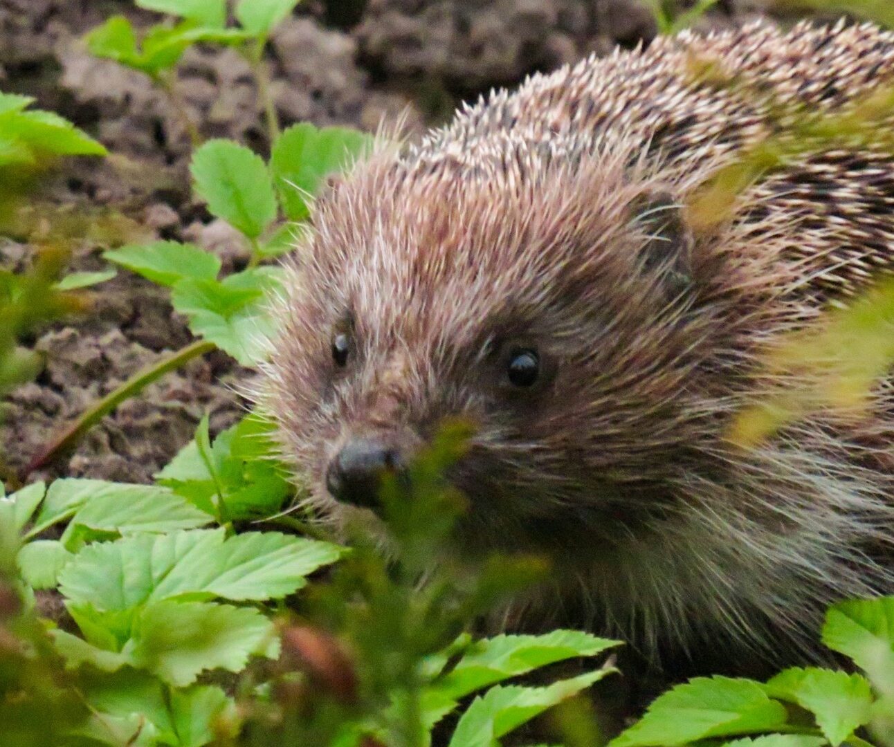 A hedgehog in the undergrowth