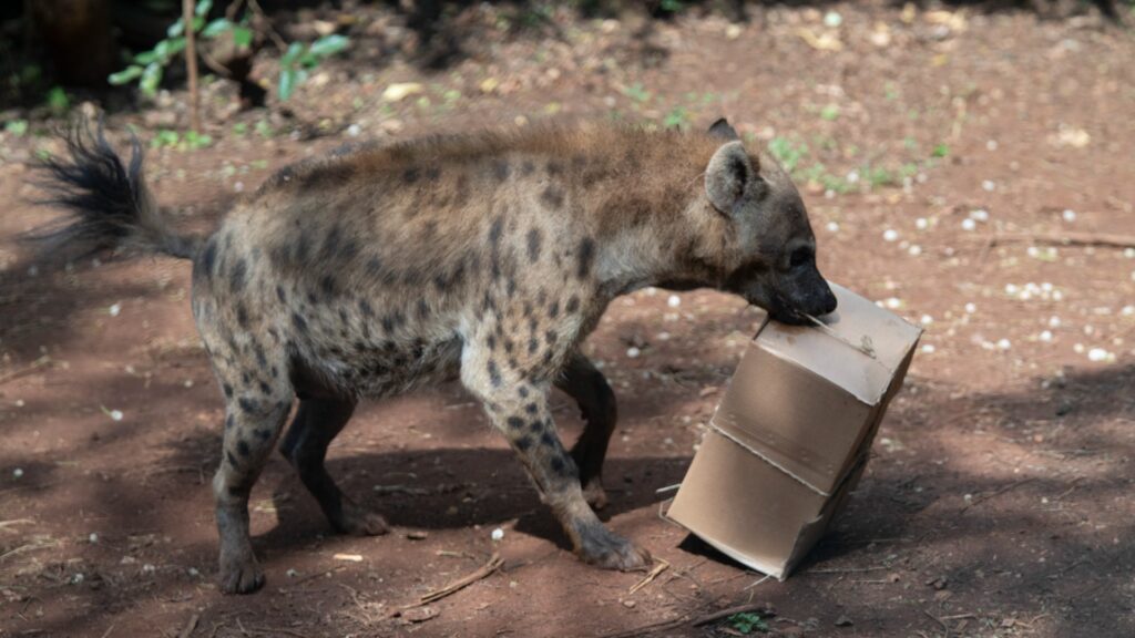 A spotted hyena is carrying a box tied with string in its mouth