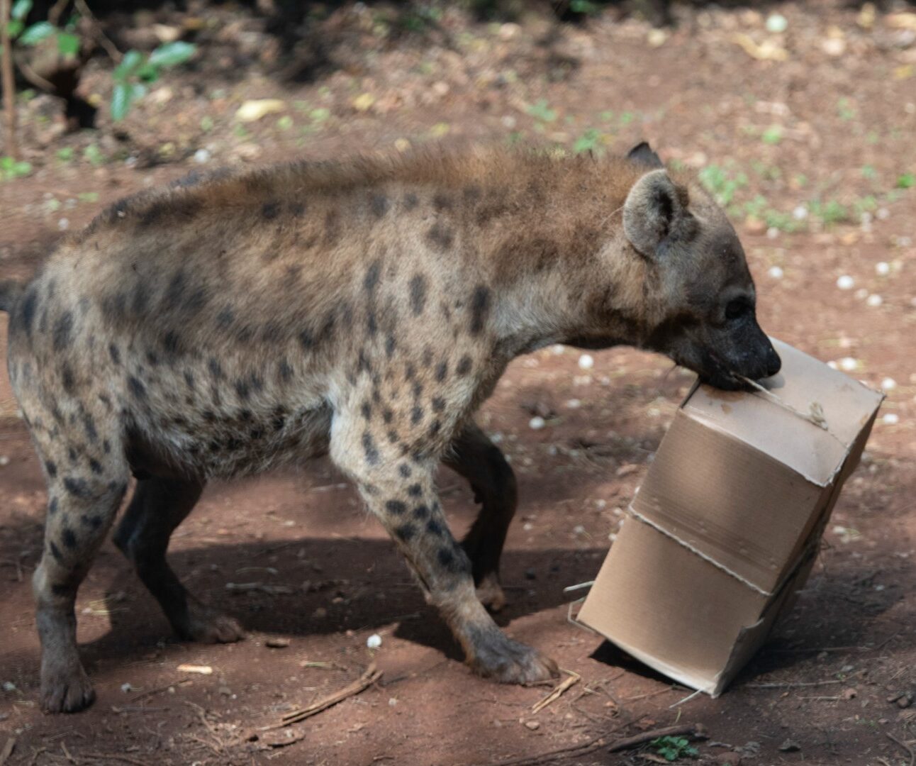 A spotted hyena is carrying a box tied with string in its mouth