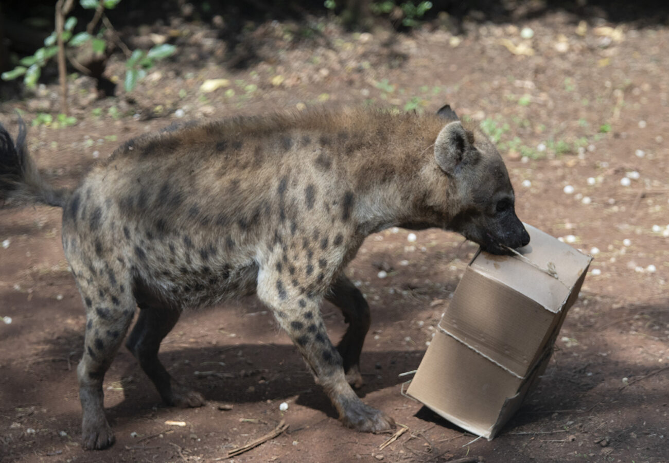 A spotted hyena is carrying a box tied with string in its mouth