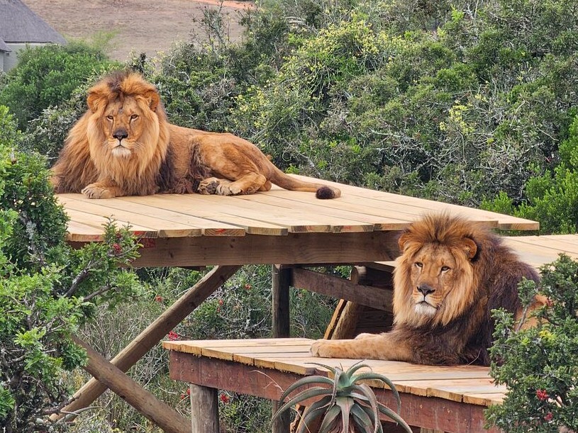 Two adult male lions lying close to each other on individual wooden platforms with the South African countryside in the background