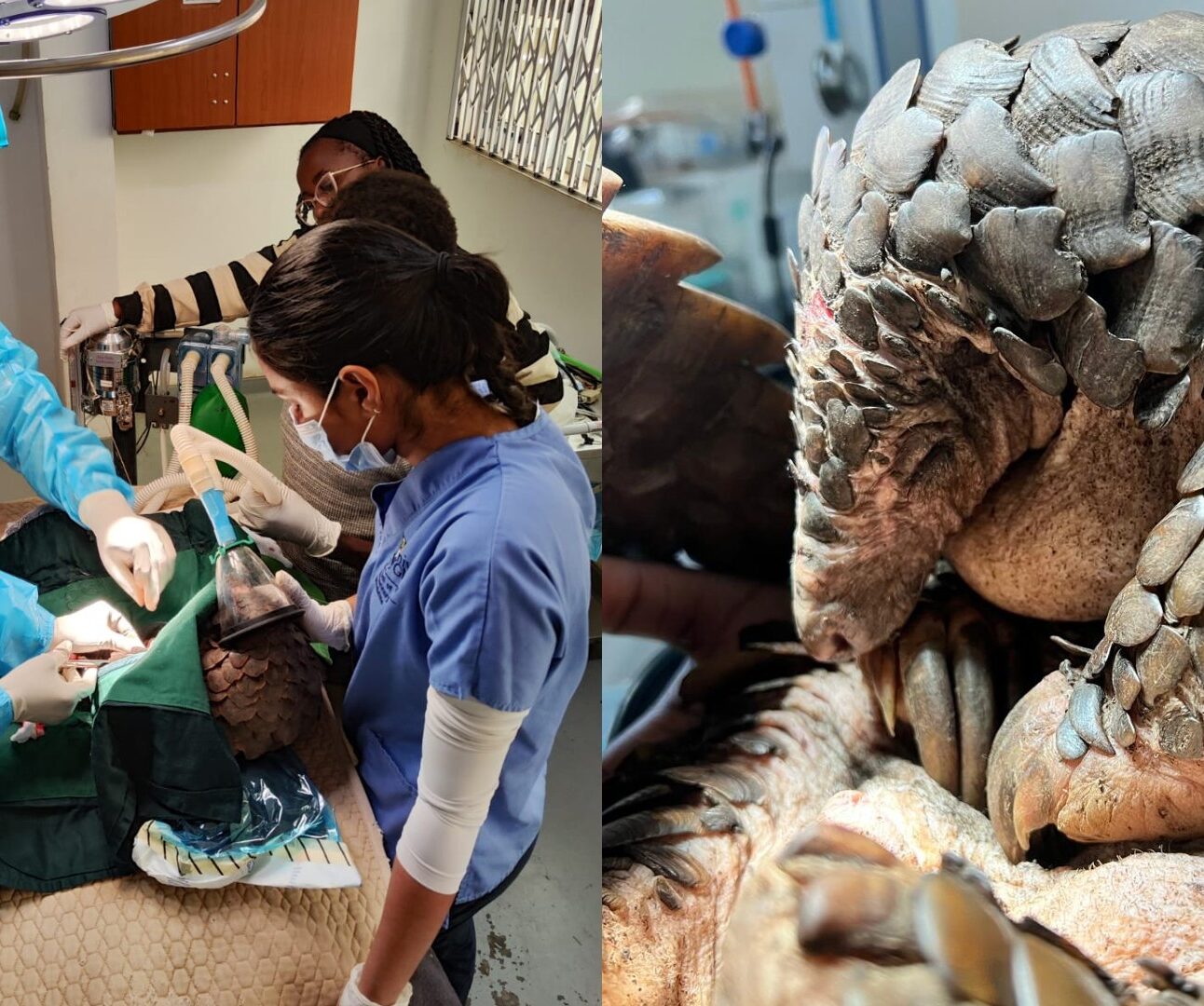 Two images side by side: On the left is a team of vets operating on a pangolin, and on the right is a close-up of a pangolin in recovery