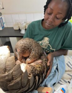 A pangolin being checked by a vet team
