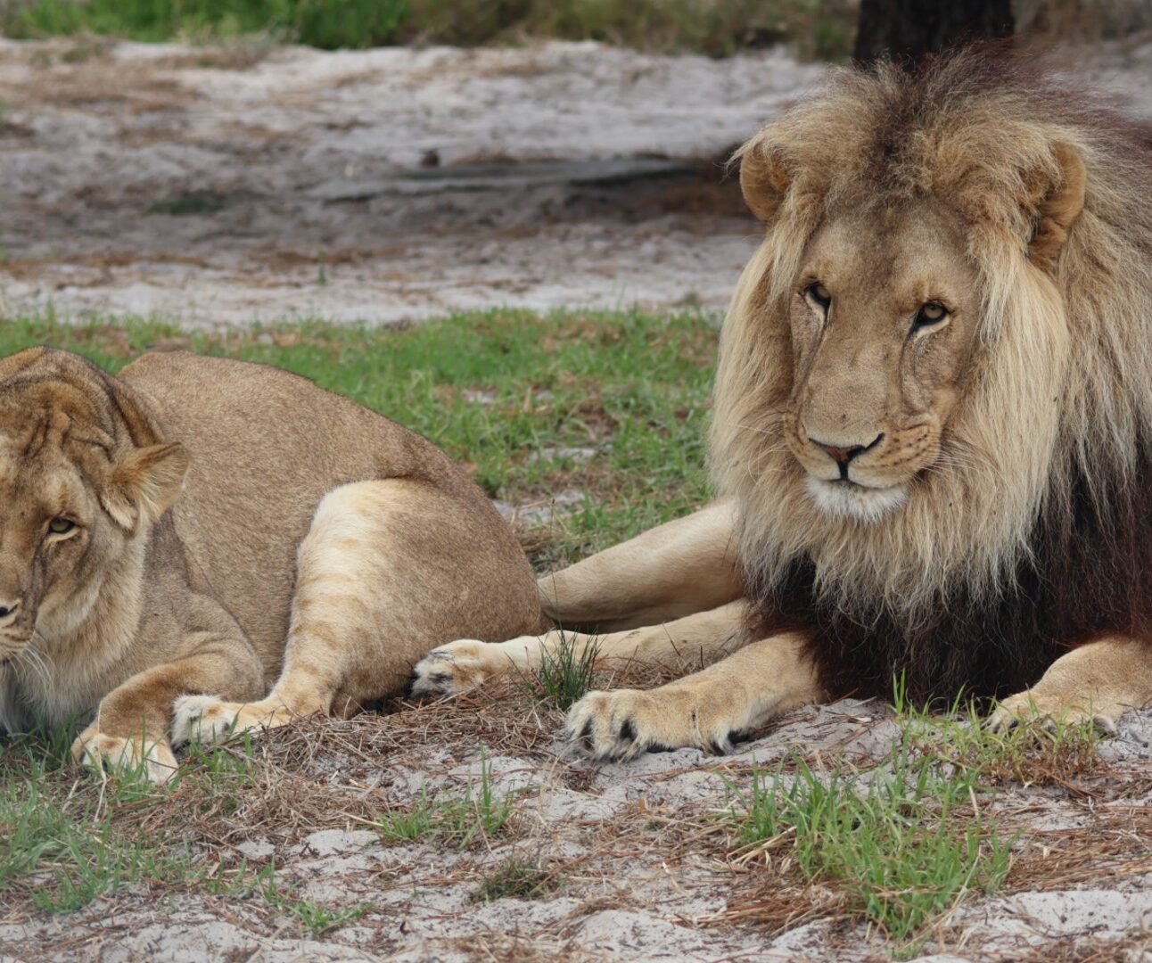 A lioness and male lion lying close together on grassy terrain