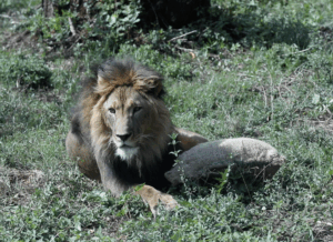A lion is laying on the grass next to a hessian sack
