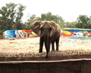 An elephant is stood in a small, barren zoo enclosure, looking over a wall