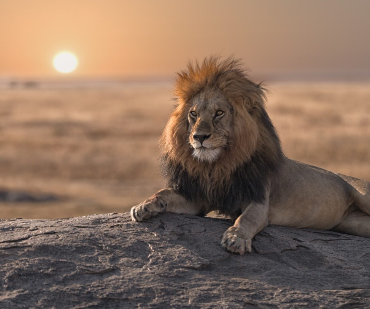 A magnificent lion lying on a rock as the sun set in the background
