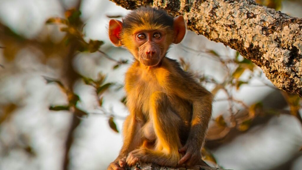 A baby monkey sitting high up in the treetops