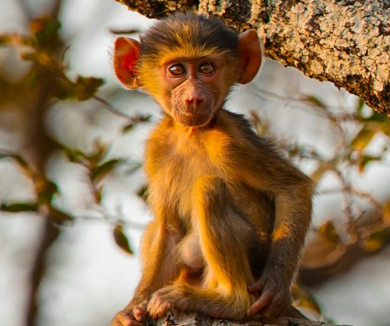 A baby monkey sitting high up in the treetops