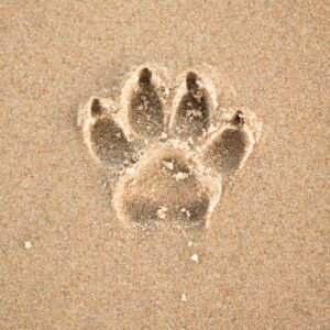 A paw print in the sand
